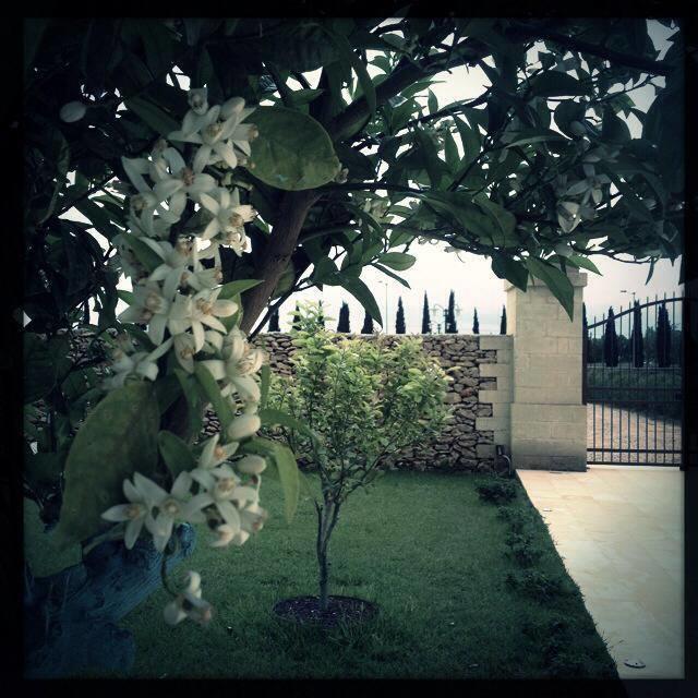Masseria San Polo Squinzano Dış mekan fotoğraf