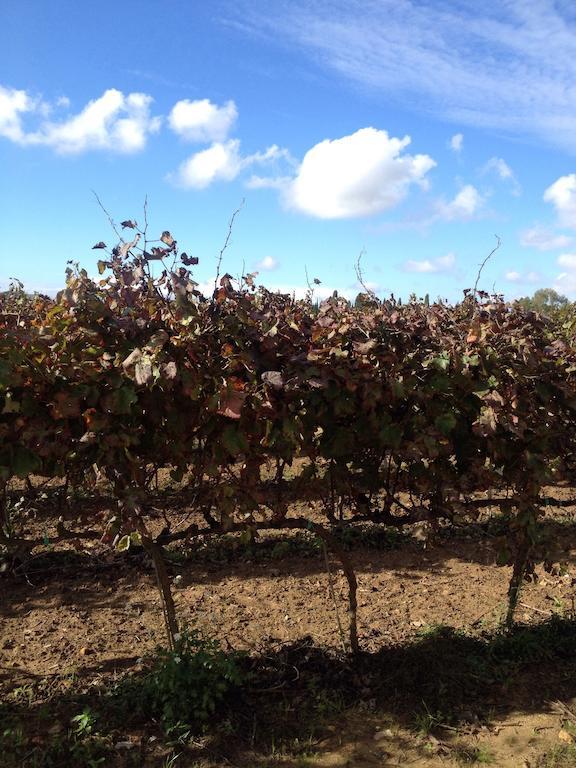 Masseria San Polo Squinzano Dış mekan fotoğraf